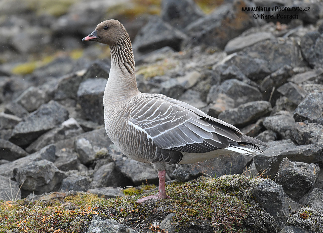 Anser brachyrhynchus, Husa krátkozobá