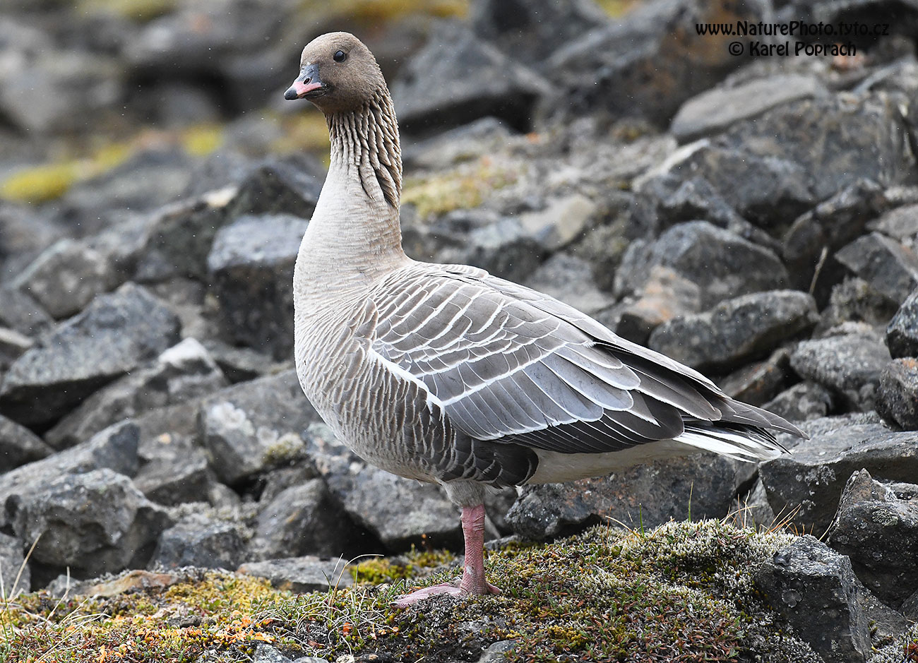 Anser brachyrhynchus, Husa krátkozobá