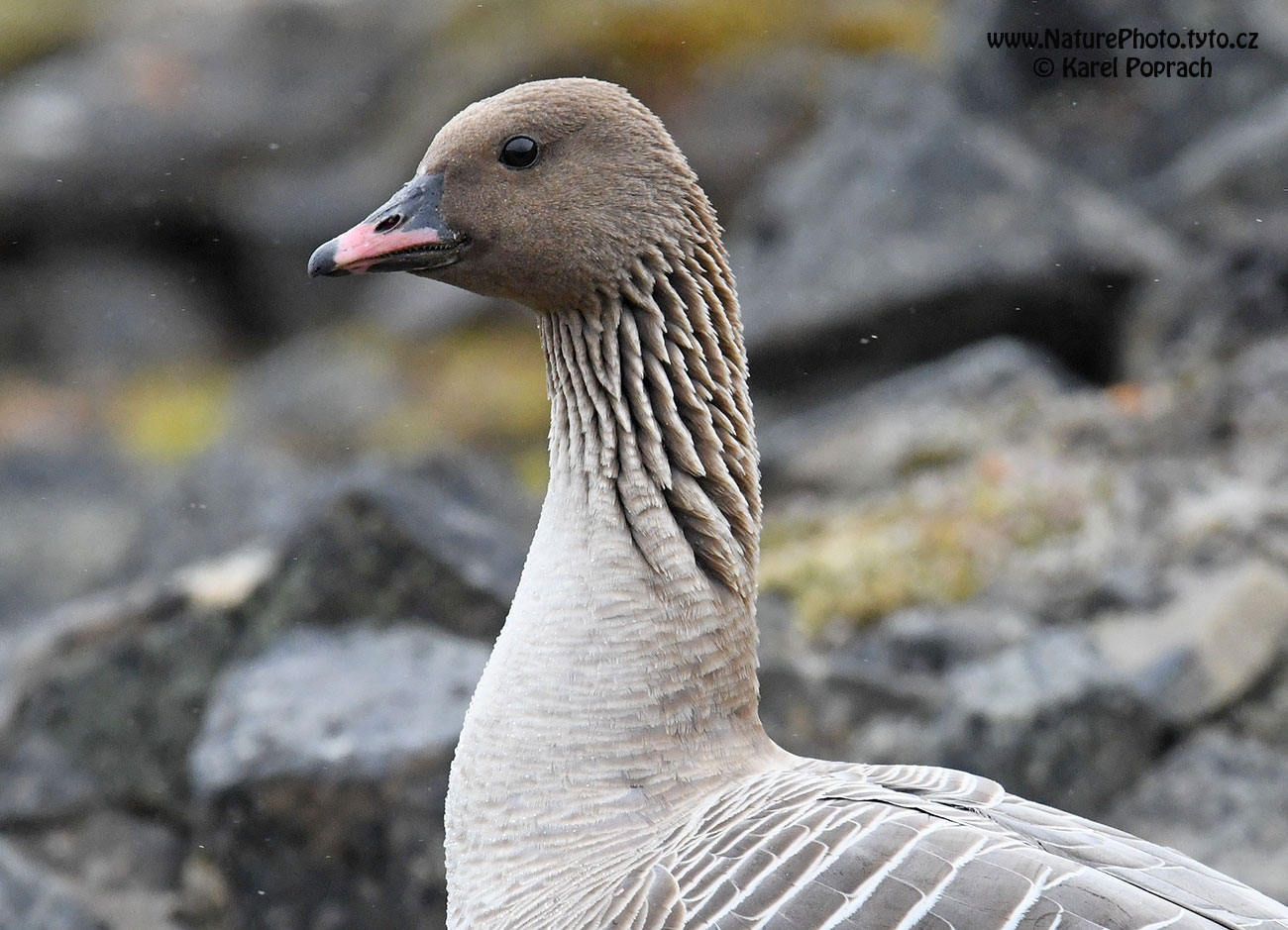 Anser brachyrhynchus, Husa krátkozobá
