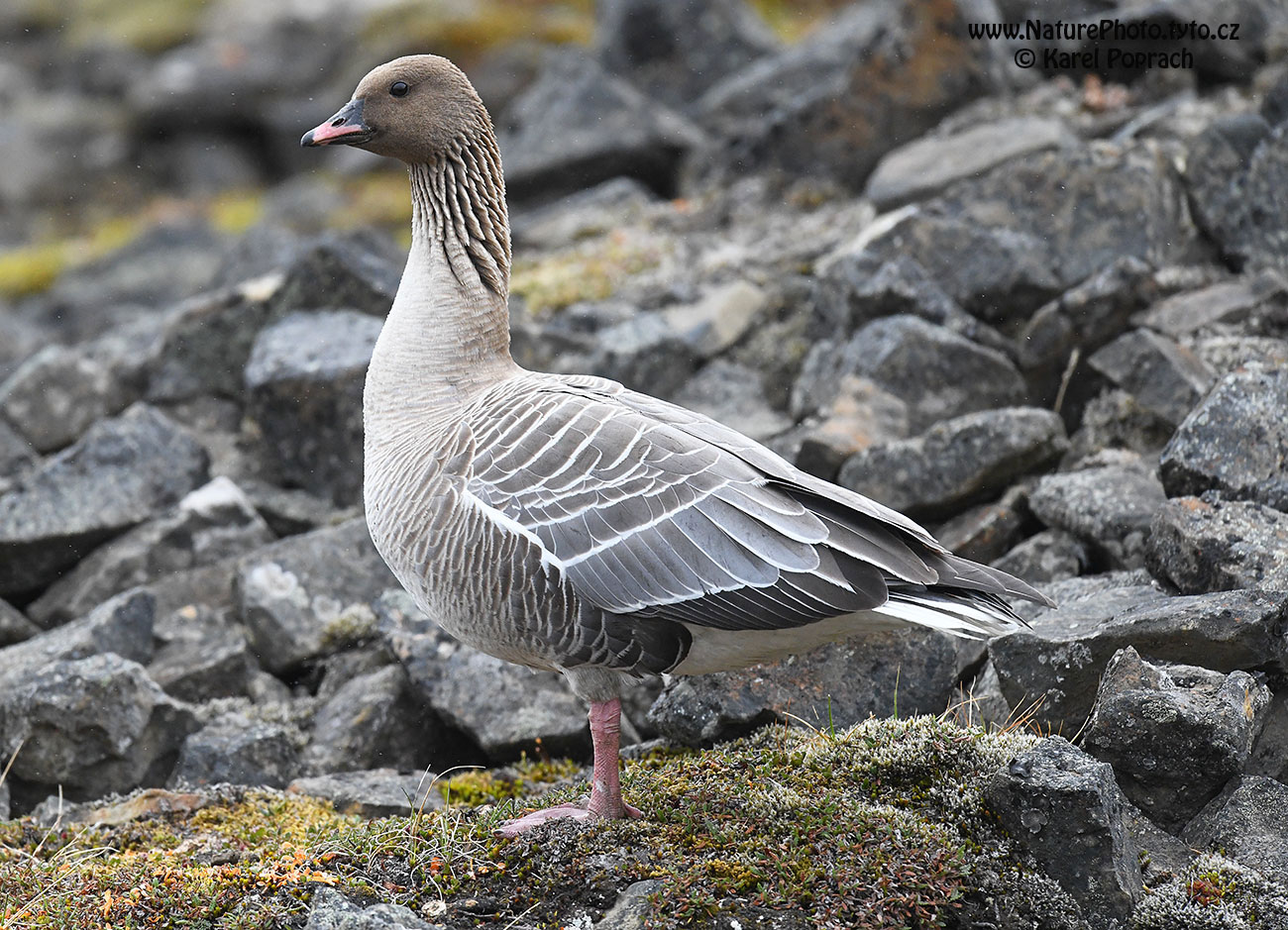 Anser brachyrhynchus, Husa krátkozobá