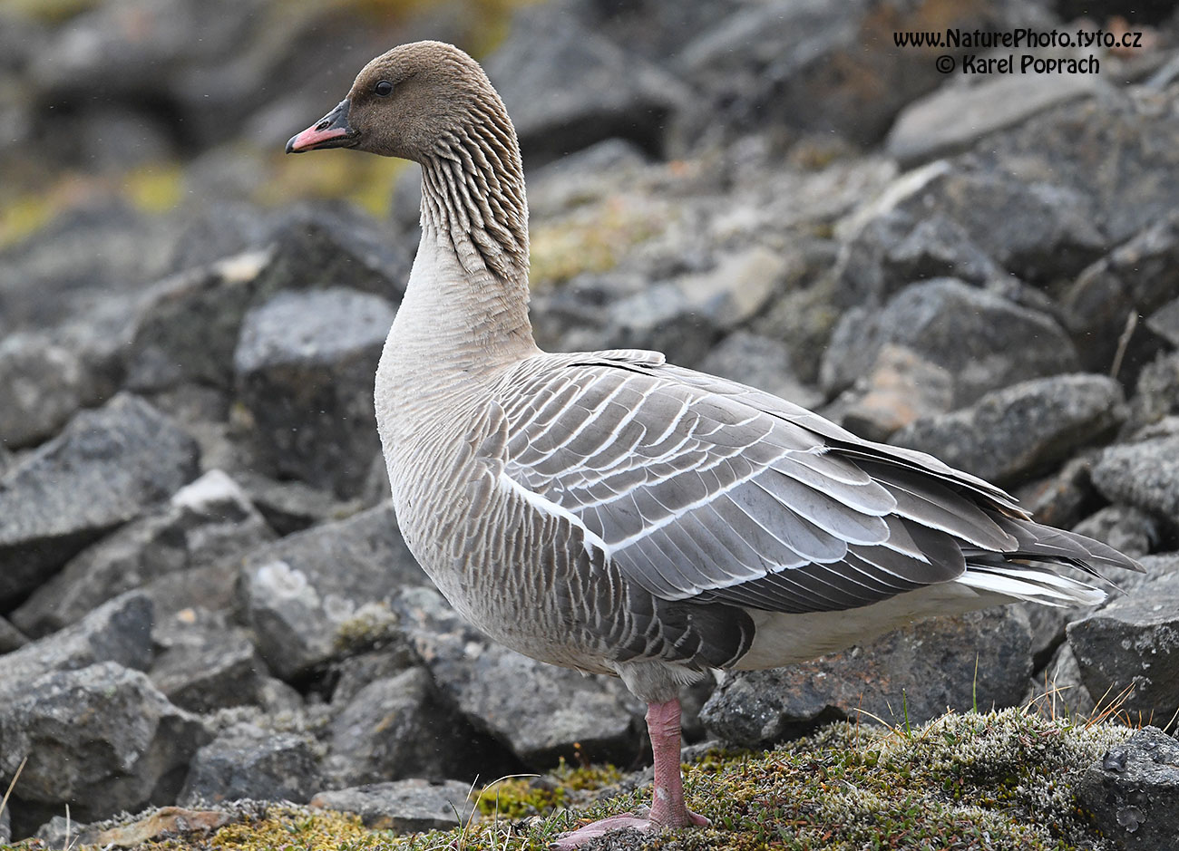 Anser brachyrhynchus, Husa krátkozobá