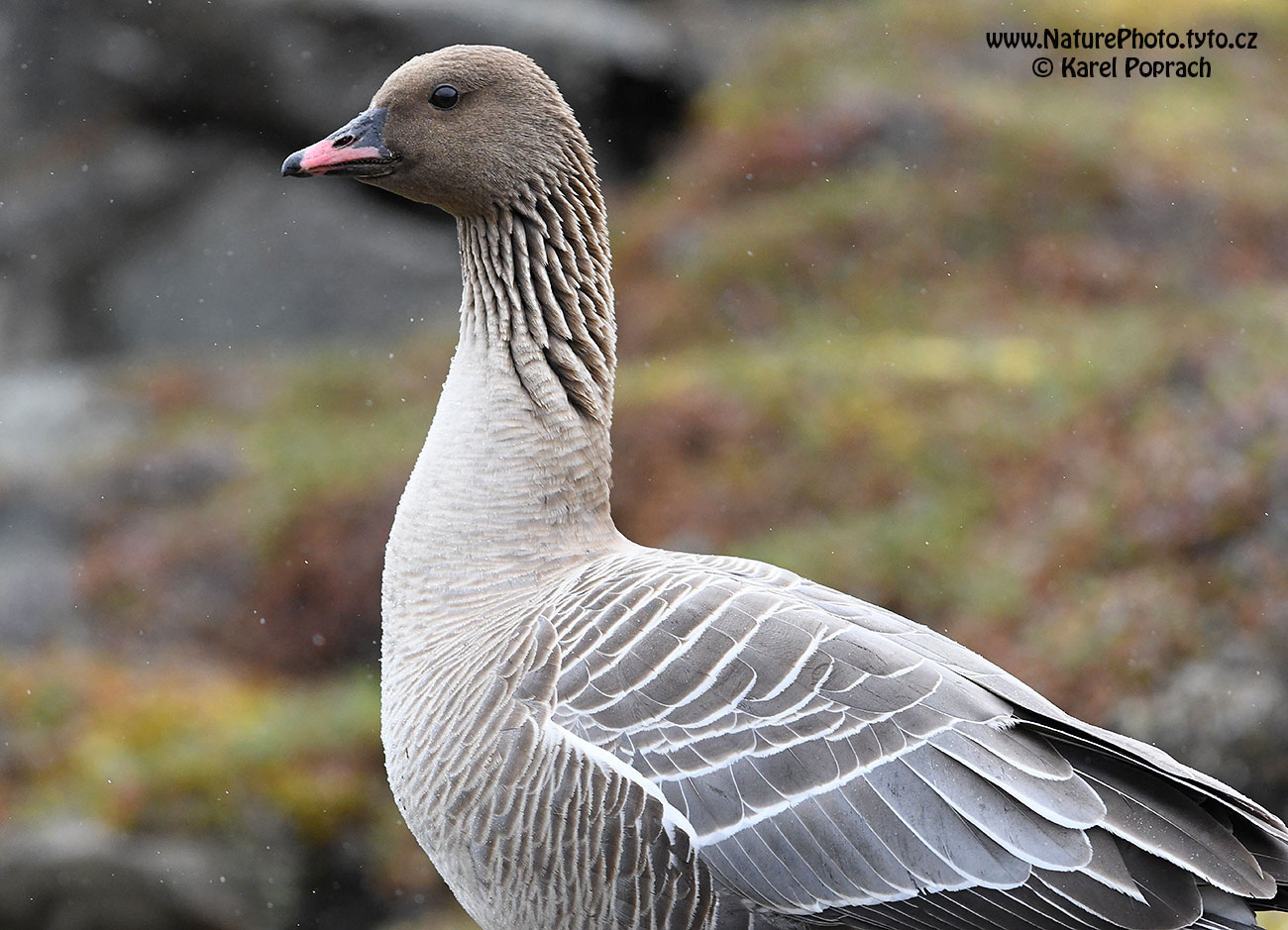 Anser brachyrhynchus, Husa krátkozobá