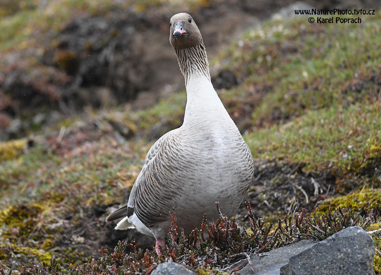 Anser brachyrhynchus, Husa krátkozobá