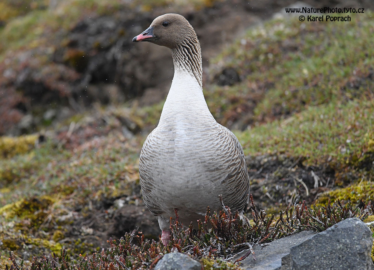 Anser brachyrhynchus, Husa krátkozobá