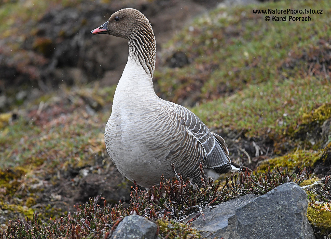 Anser brachyrhynchus, Husa krátkozobá