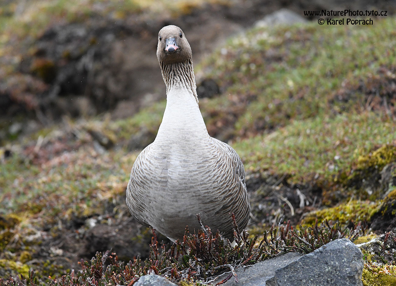 Anser brachyrhynchus, Husa krátkozobá