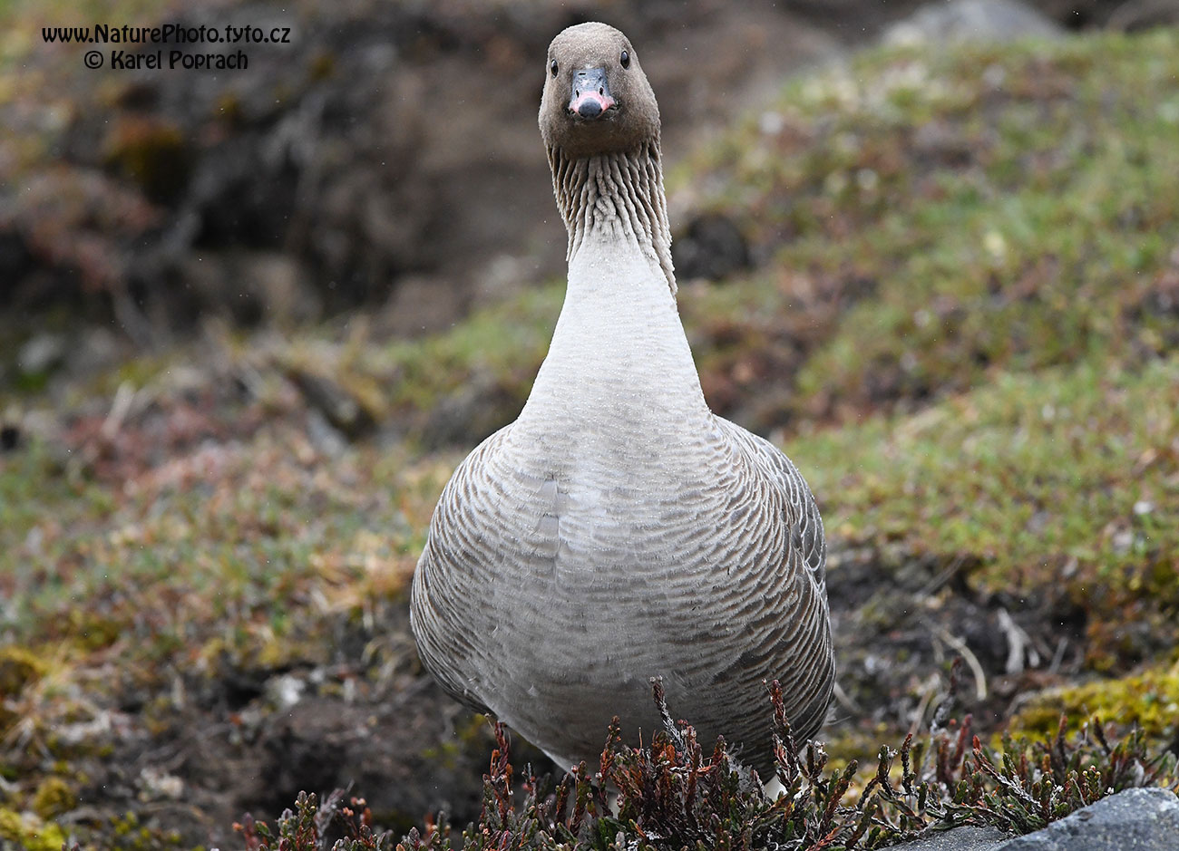 Anser brachyrhynchus, Husa krátkozobá