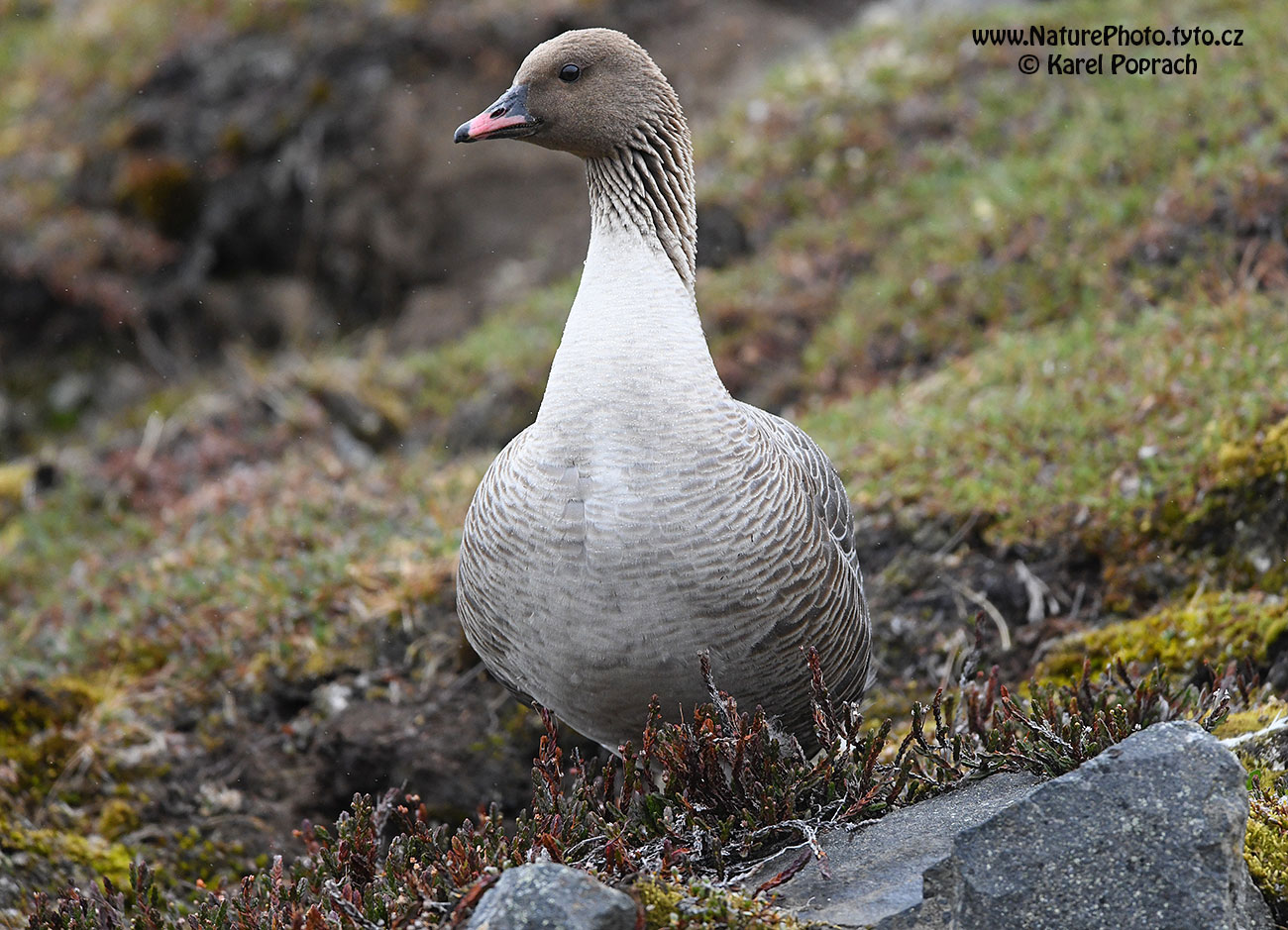 Anser brachyrhynchus, Husa krátkozobá