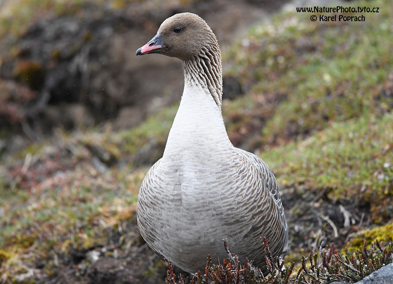 Anser brachyrhynchus, Husa krátkozobá