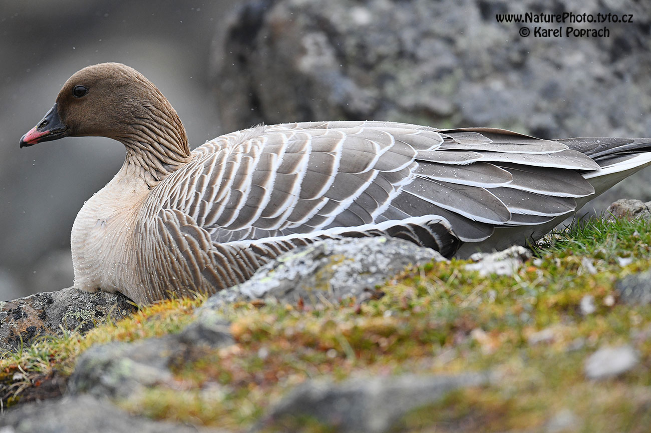 Anser brachyrhynchus, Husa krátkozobá