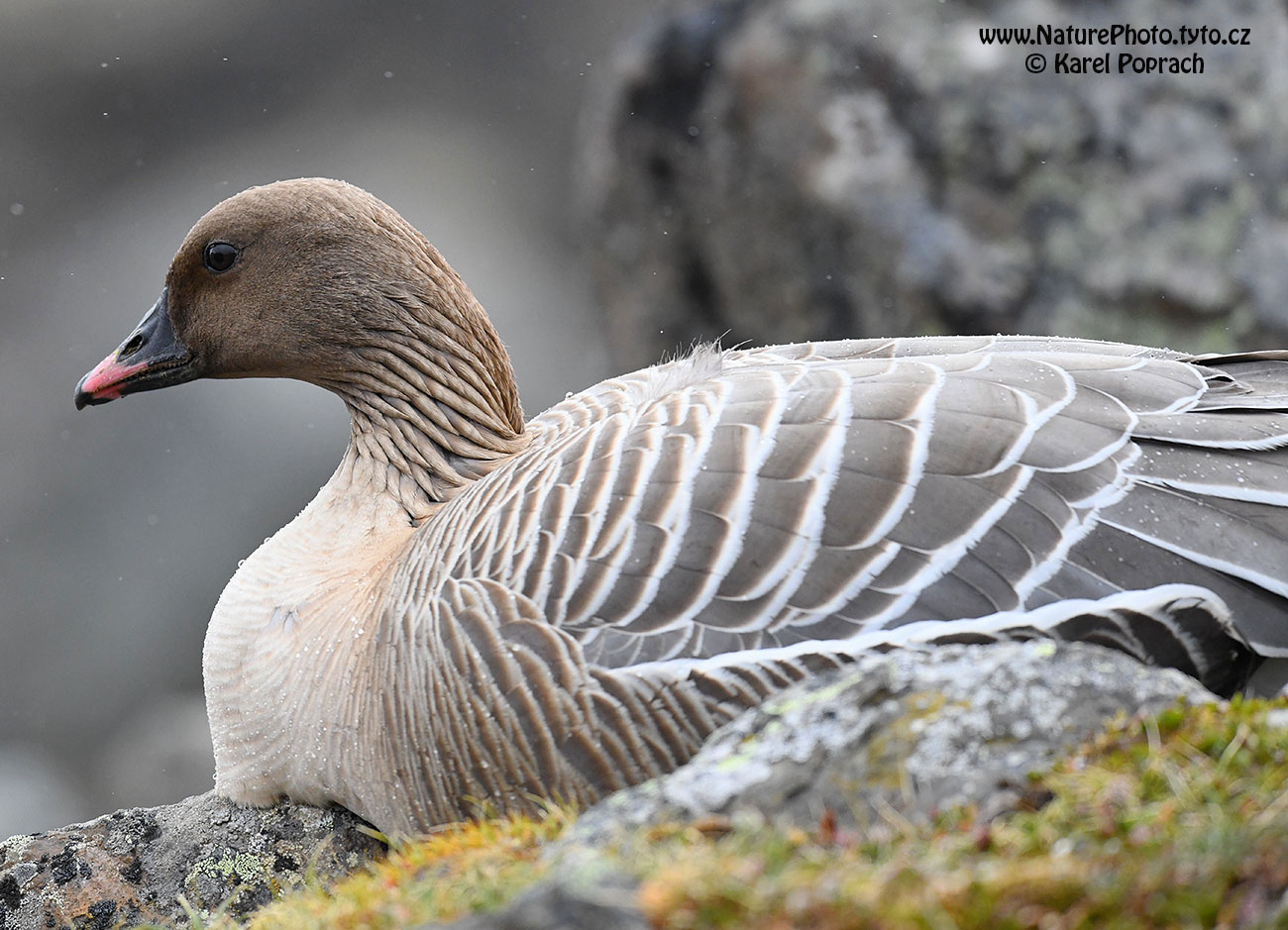 Anser brachyrhynchus, Husa krátkozobá