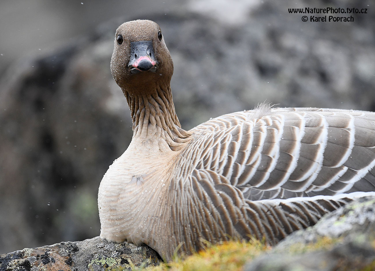 Anser brachyrhynchus, Husa krátkozobá