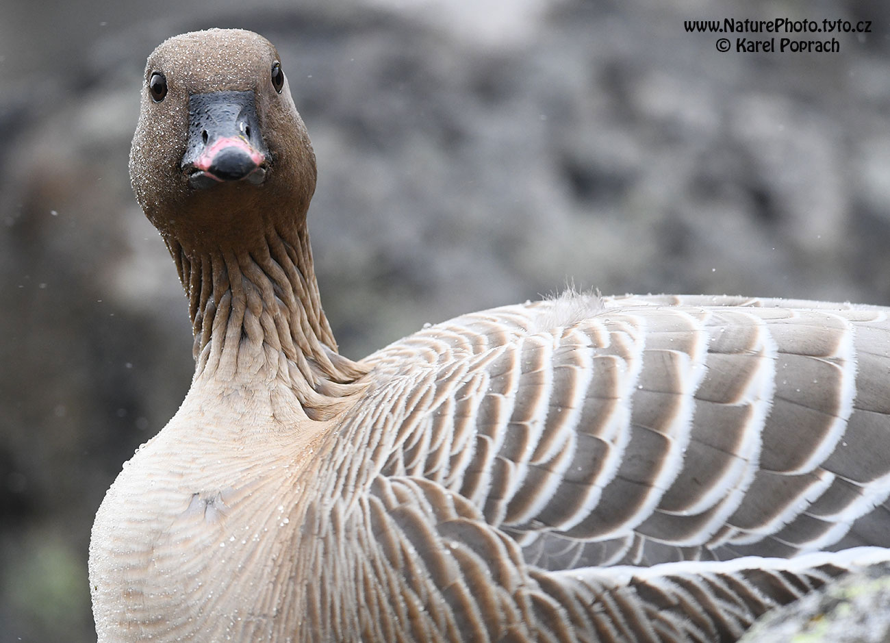Anser brachyrhynchus, Husa krátkozobá