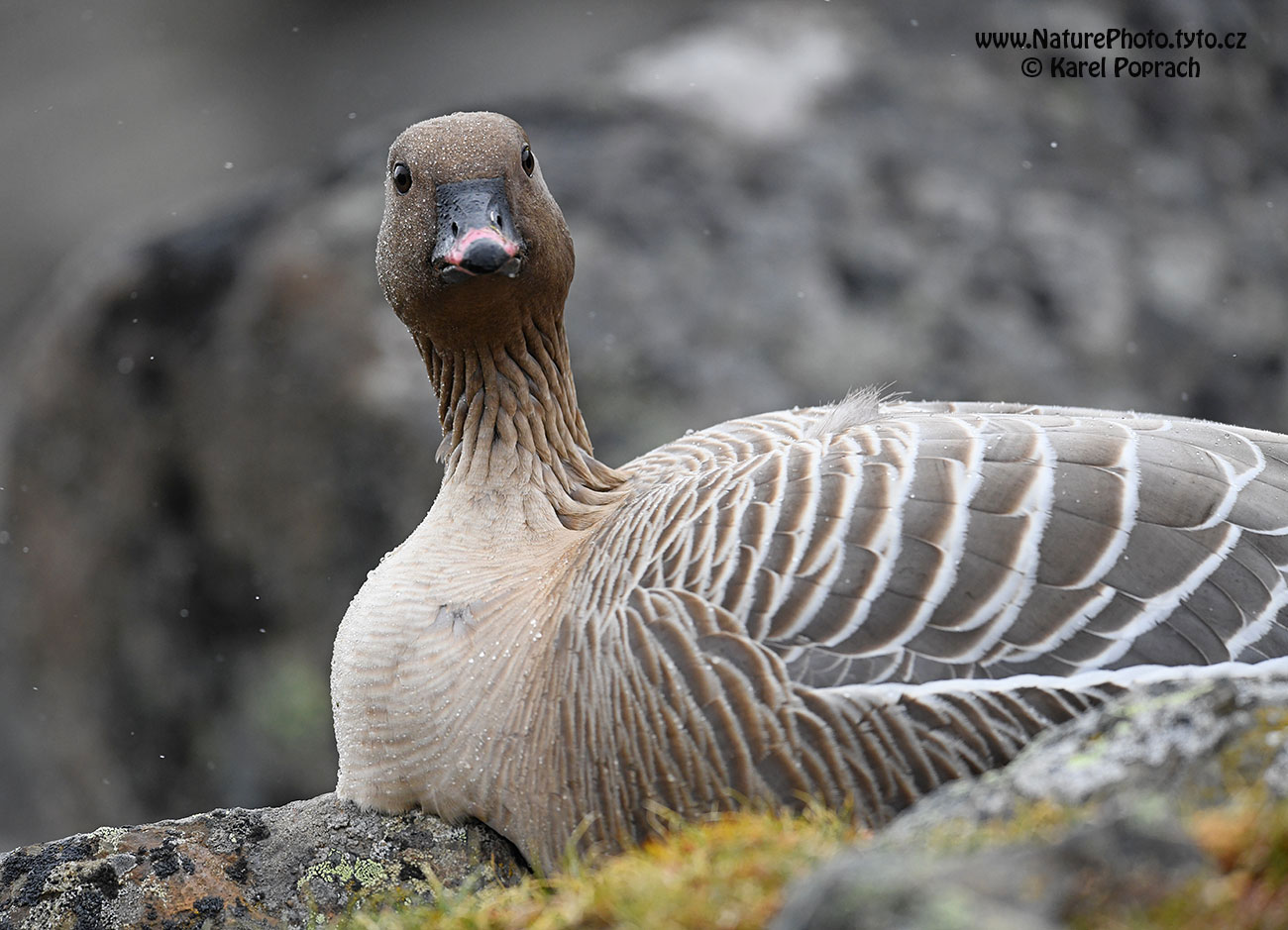 Anser brachyrhynchus, Husa krátkozobá