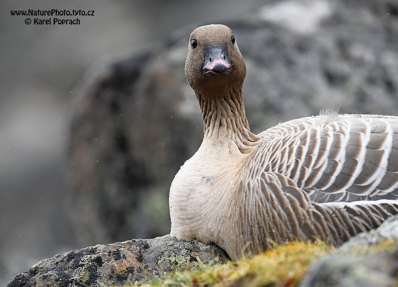 Anser brachyrhynchus, Husa krátkozobá