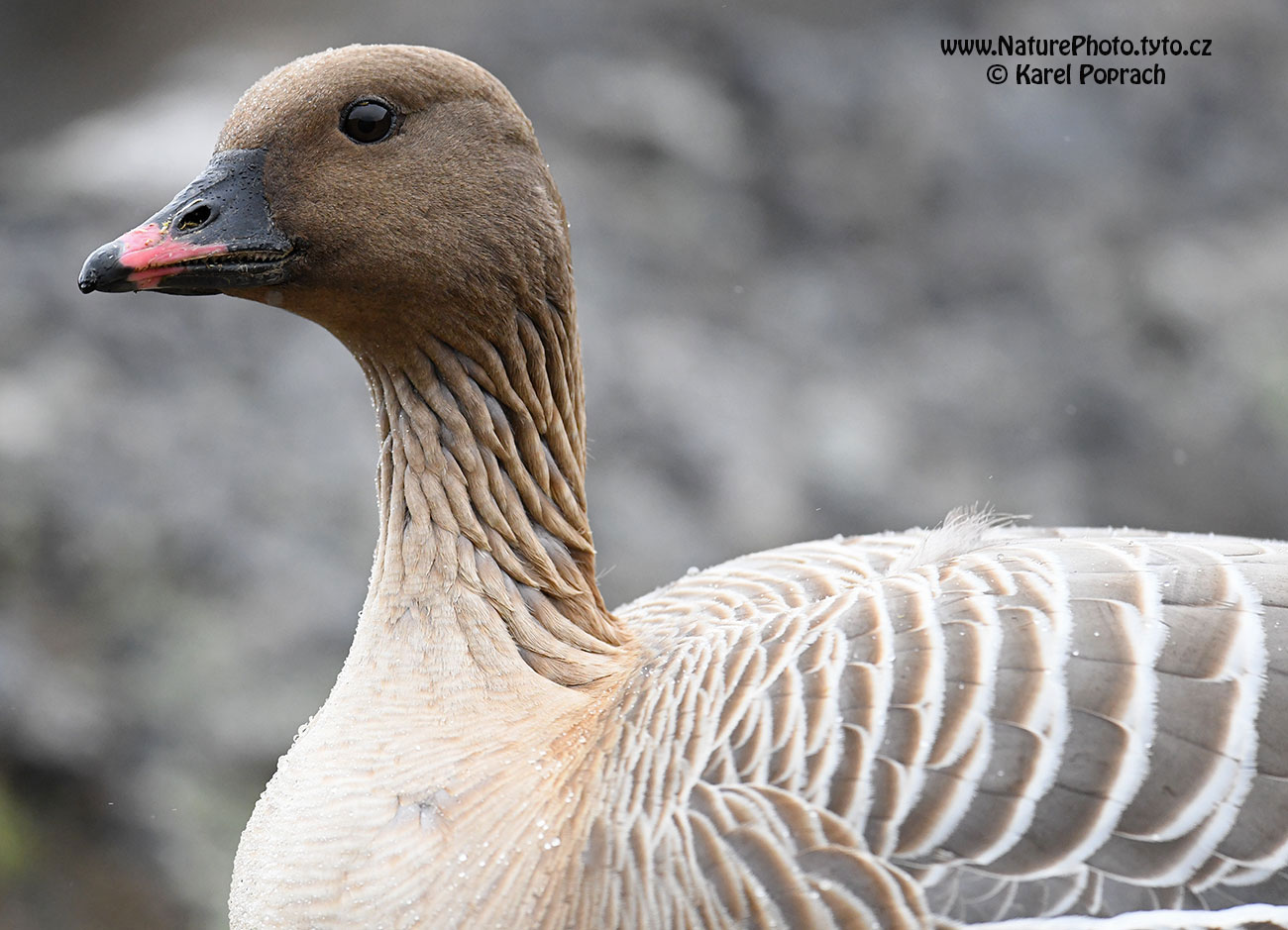 Anser brachyrhynchus, Husa krátkozobá