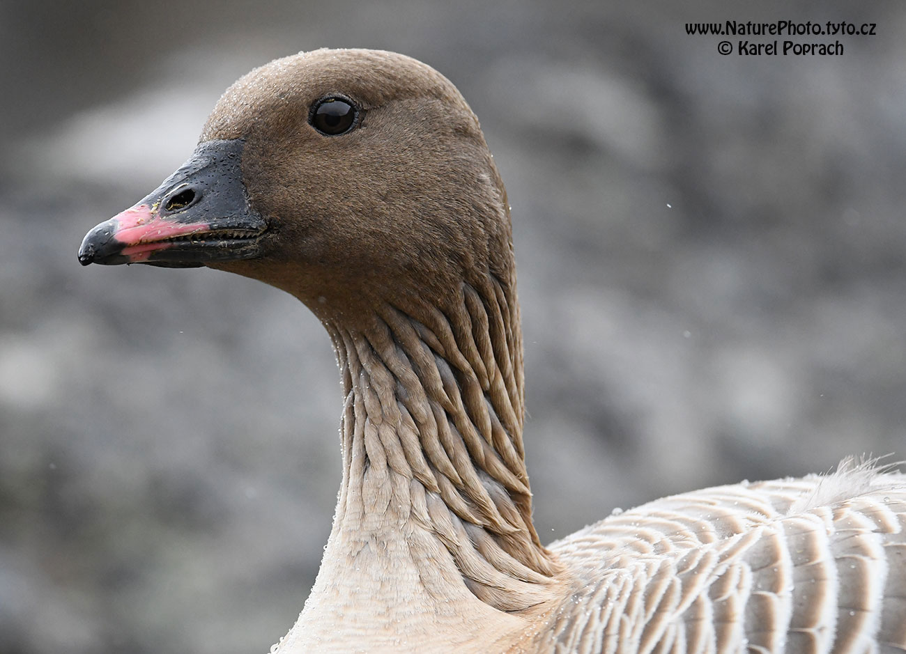 Anser brachyrhynchus, Husa krátkozobá