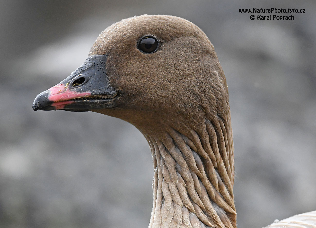 Anser brachyrhynchus, Husa krátkozobá