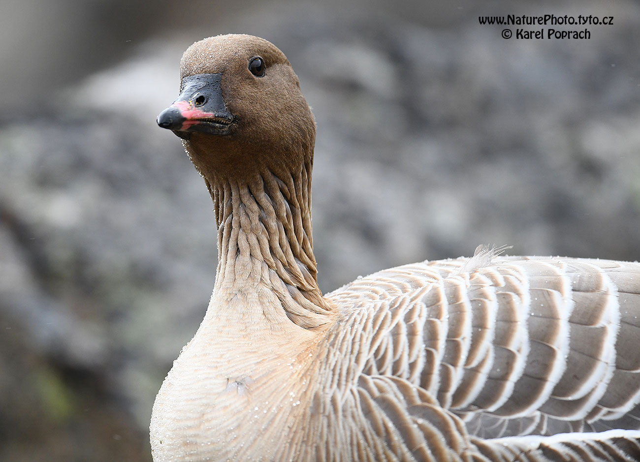Anser brachyrhynchus, Husa krátkozobá