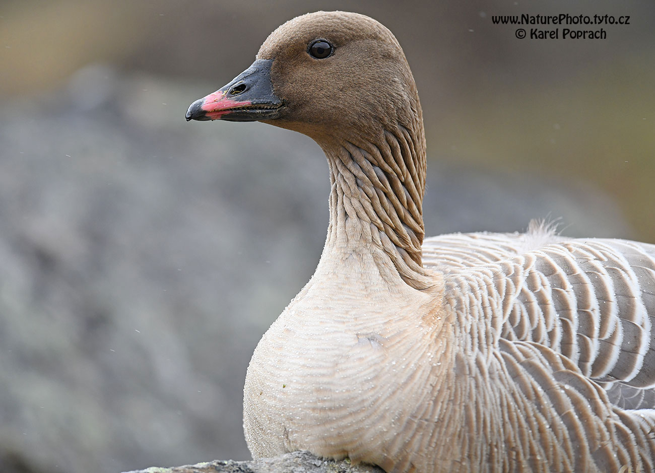 Anser brachyrhynchus, Husa krátkozobá