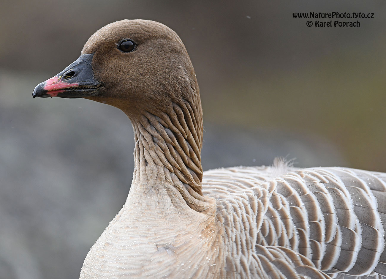 Anser brachyrhynchus, Husa krátkozobá