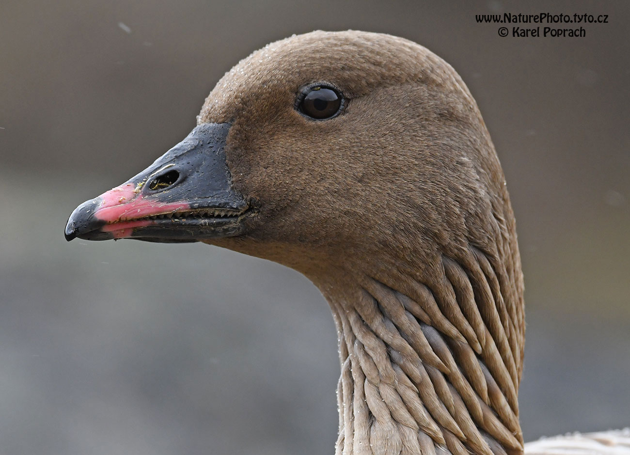 Anser brachyrhynchus, Husa krátkozobá