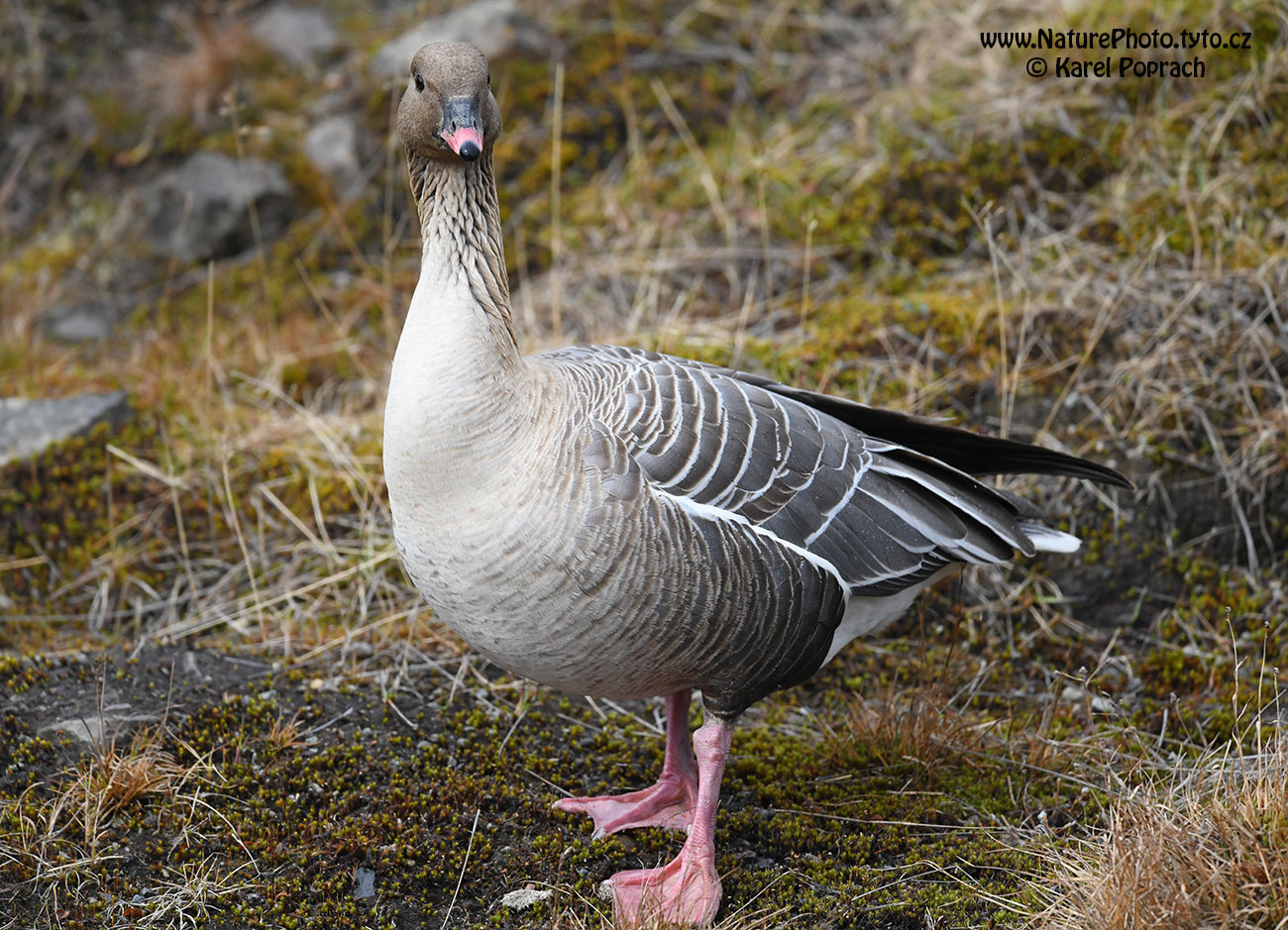Anser brachyrhynchus, Husa krátkozobá