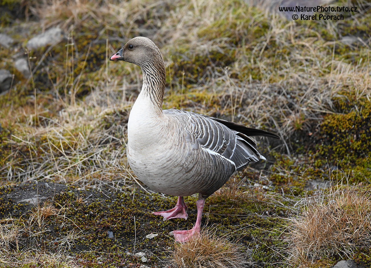 Anser brachyrhynchus, Husa krátkozobá