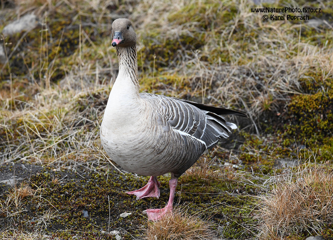 Anser brachyrhynchus, Husa krátkozobá