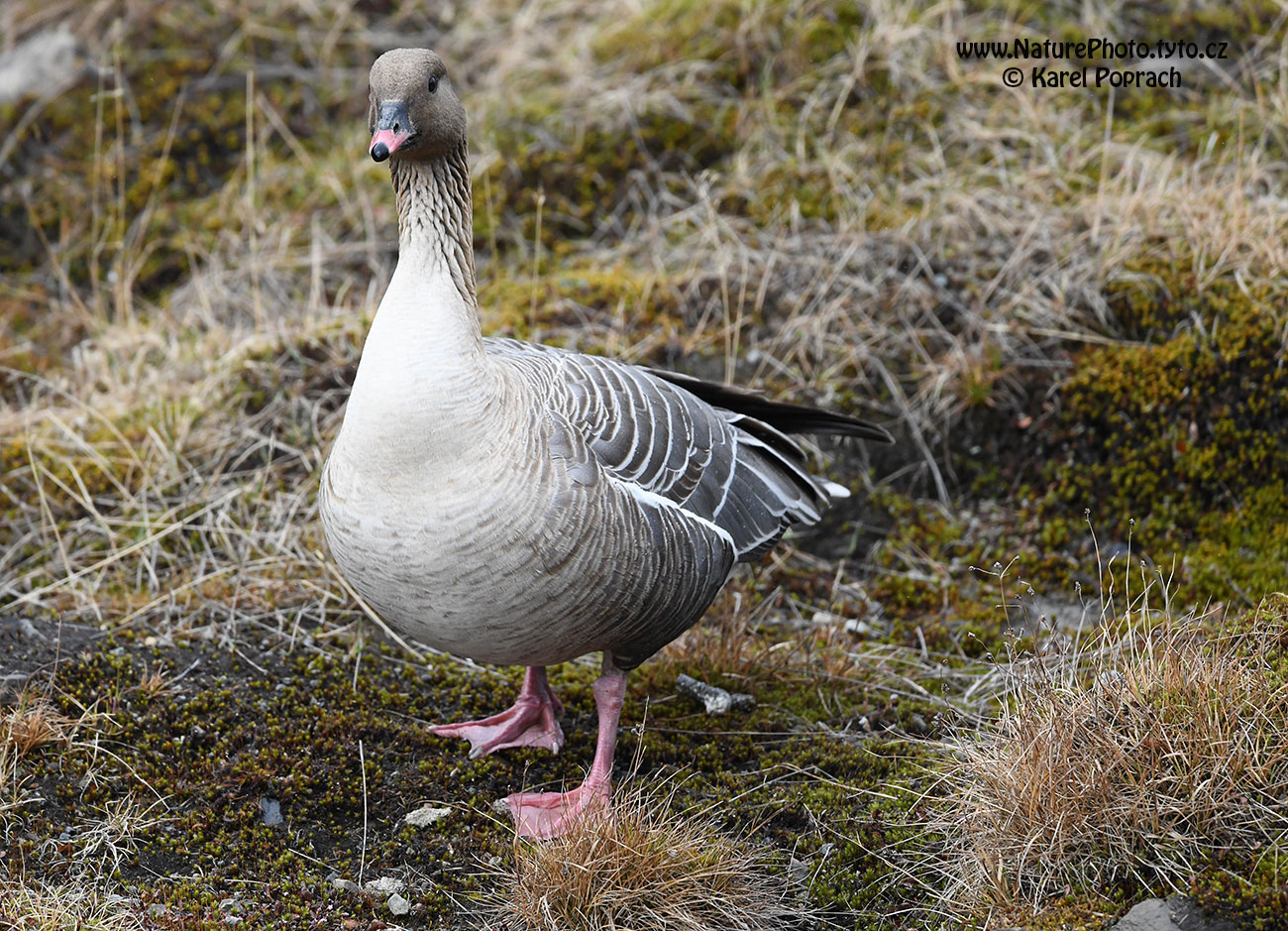 Anser brachyrhynchus, Husa krátkozobá