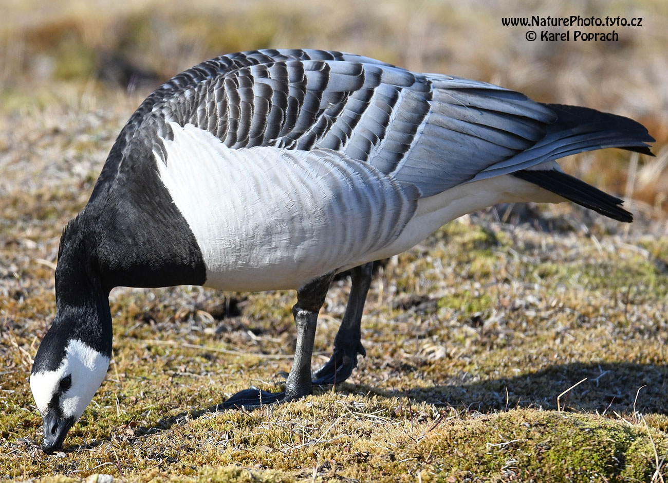 Branta leucopsis, Berneška bělolící