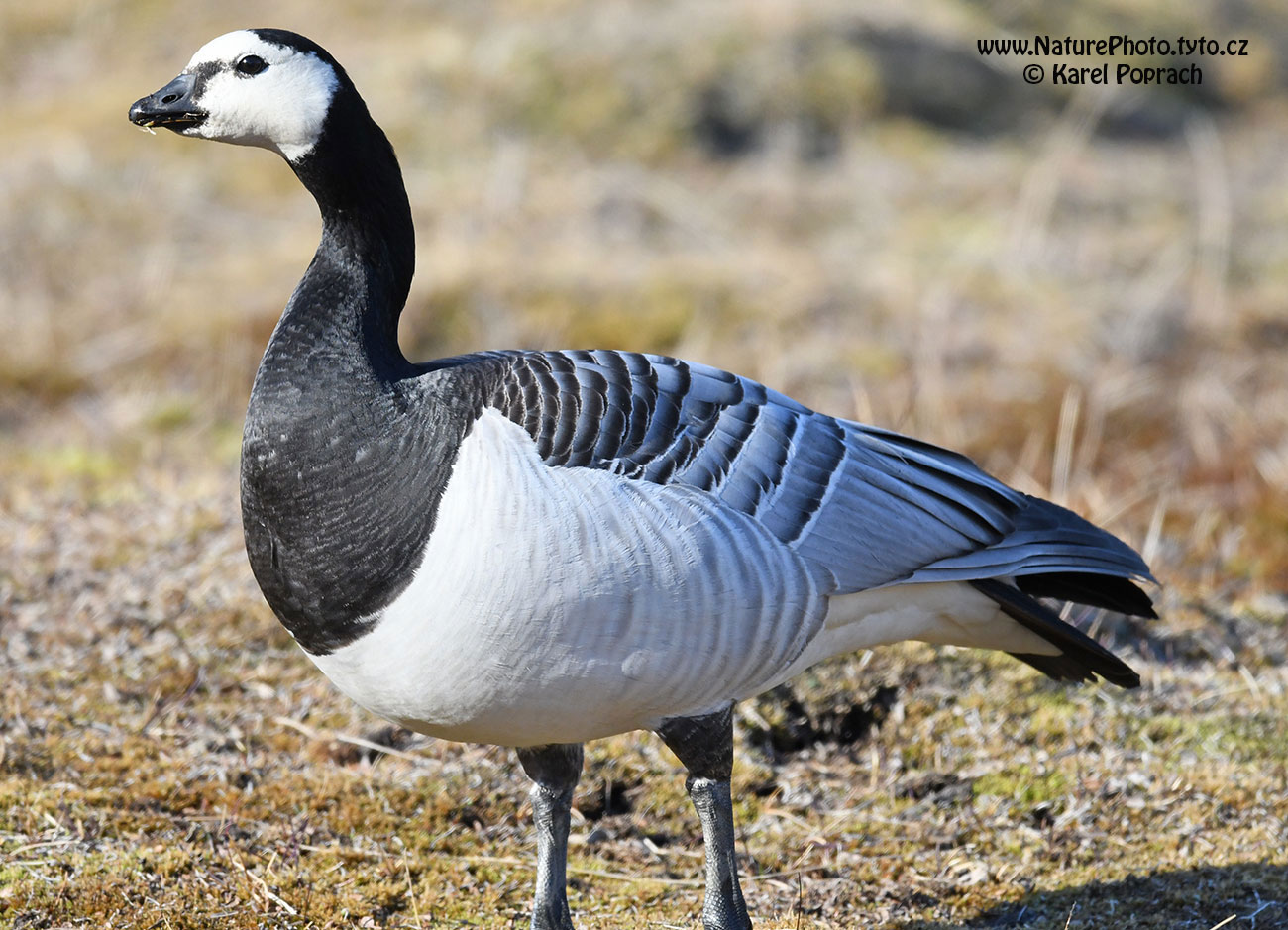 Branta leucopsis, Berneška bělolící