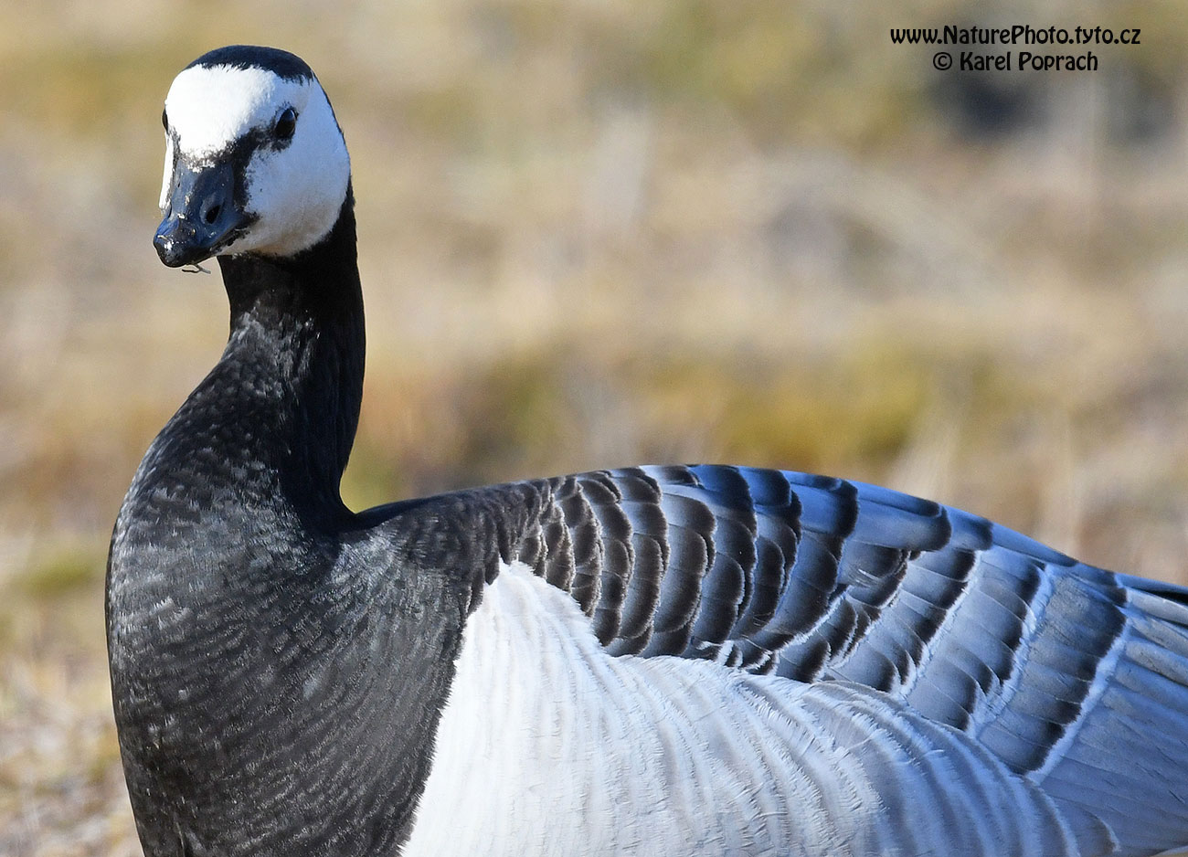 Branta leucopsis, Berneška bělolící