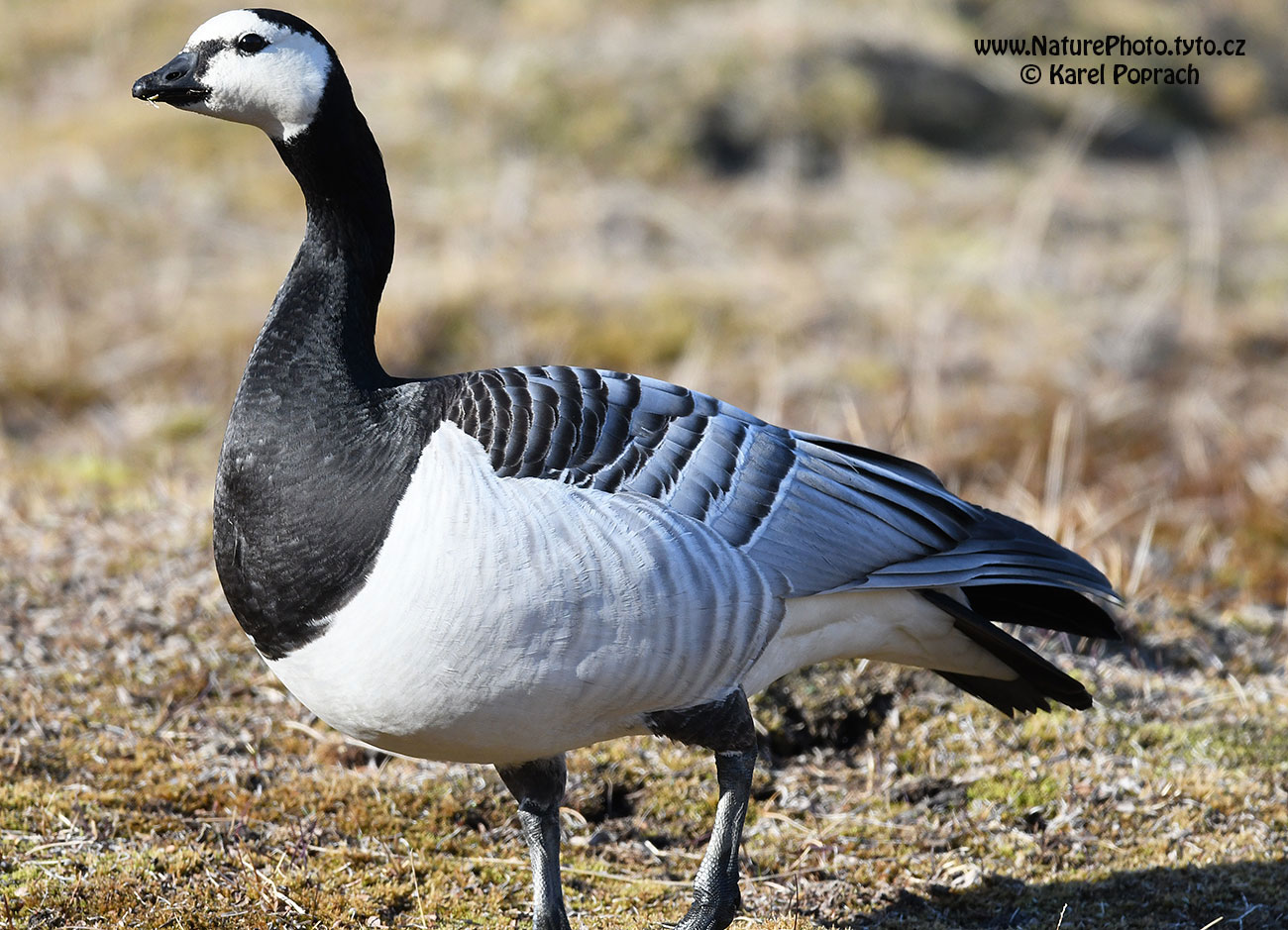 Branta leucopsis, Berneška bělolící