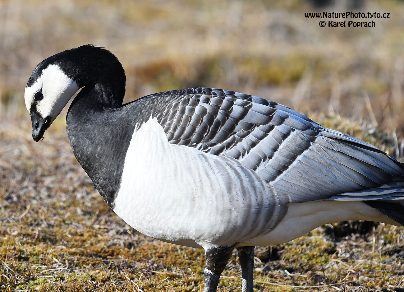 Branta leucopsis, Berneška bělolící
