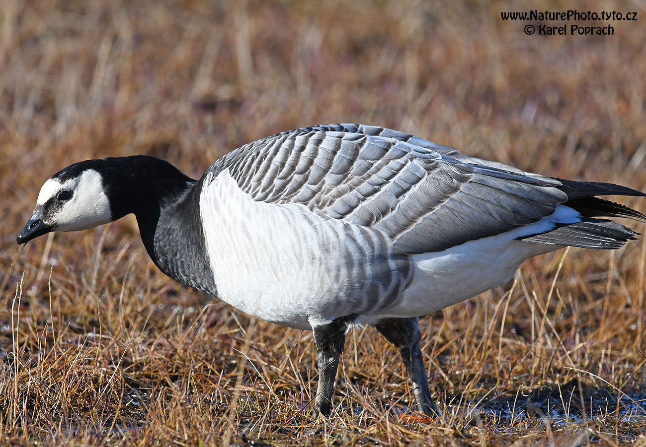 Branta leucopsis, Berneška bělolící