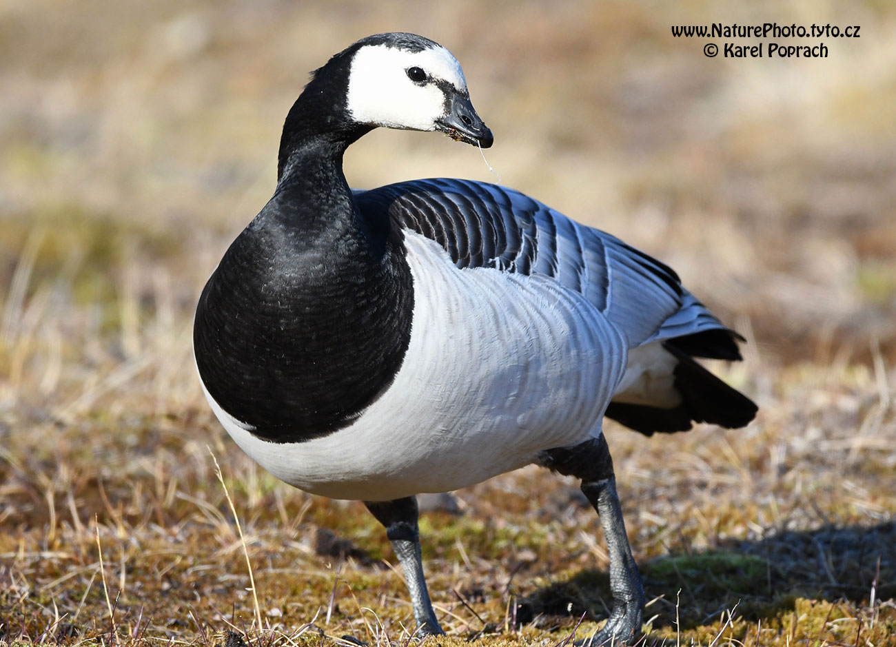 Branta leucopsis, Berneška bělolící