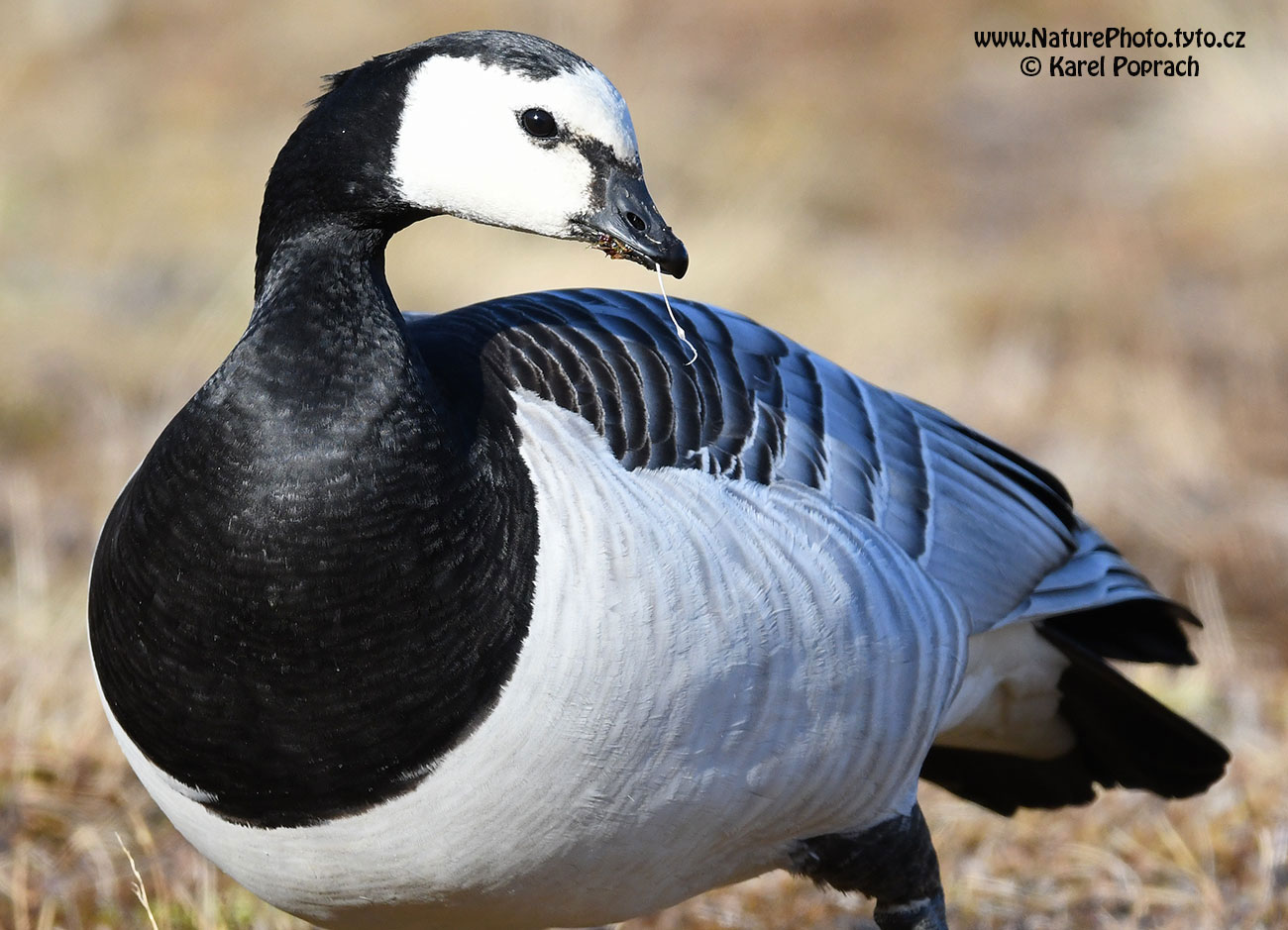 Branta leucopsis, Berneška bělolící