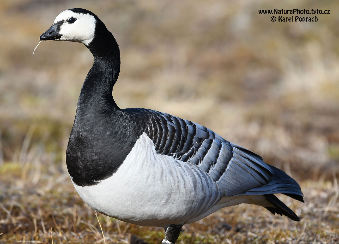 Branta leucopsis, Berneška bělolící