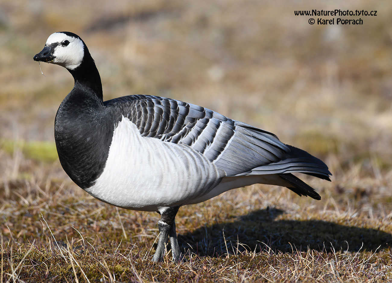 Branta leucopsis, Berneška bělolící