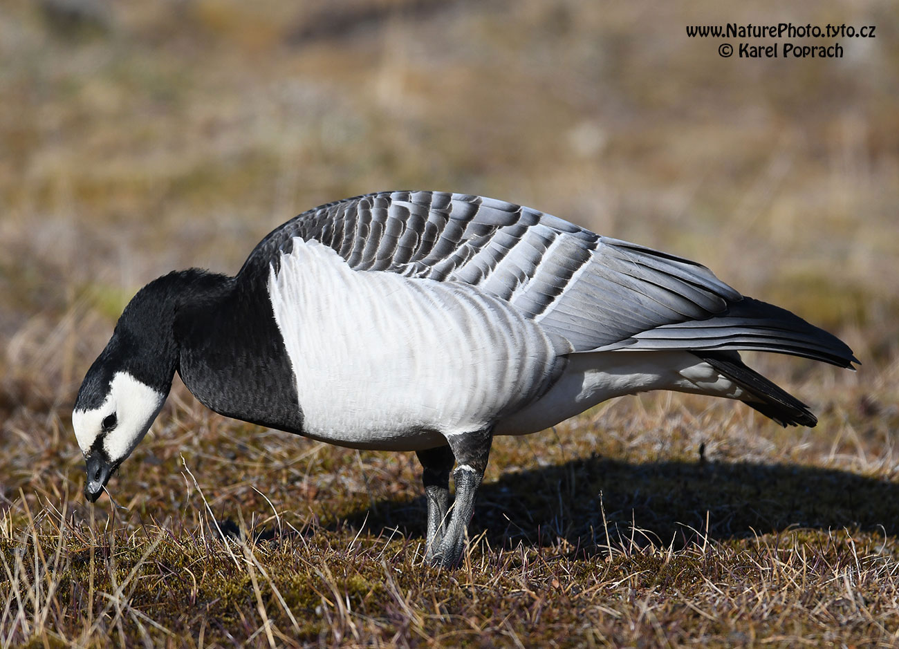 Branta leucopsis, Berneška bělolící
