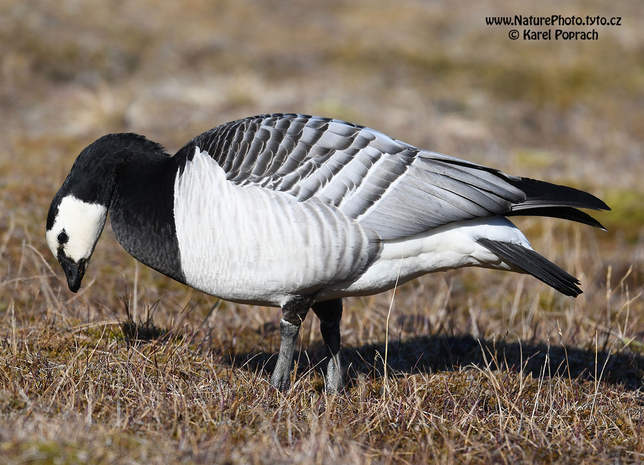 Branta leucopsis, Berneška bělolící