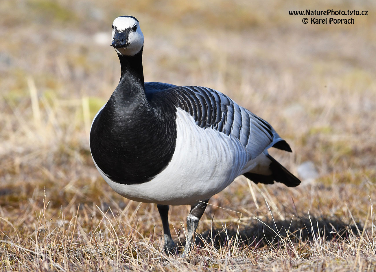 Branta leucopsis, Berneška bělolící