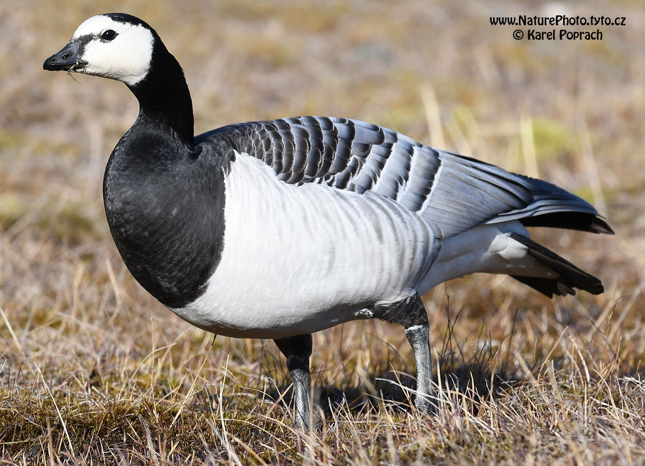 Branta leucopsis, Berneška bělolící