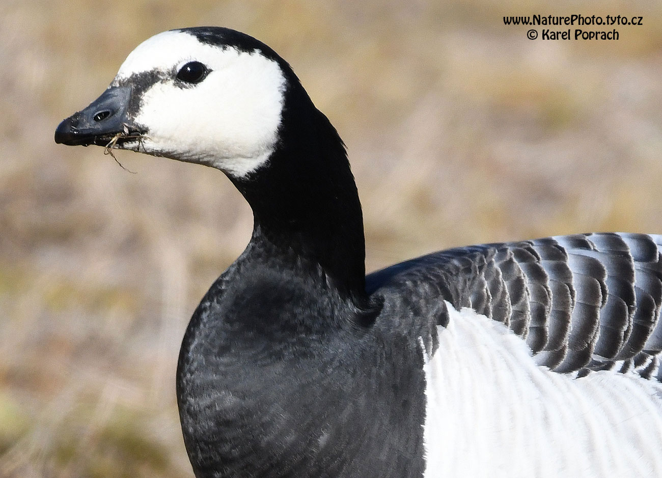 Branta leucopsis, Berneška bělolící
