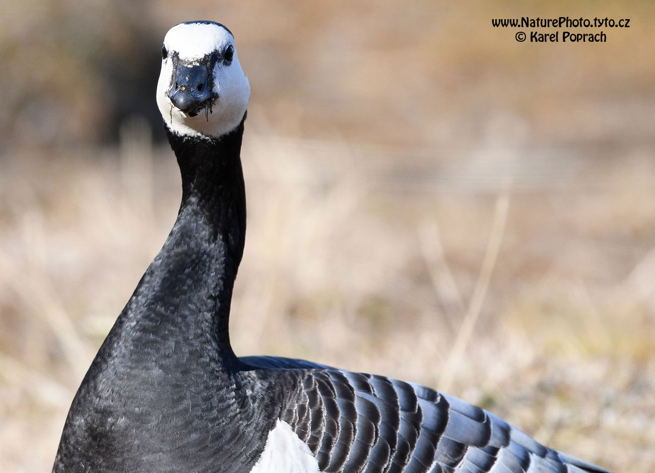 Branta leucopsis, Berneška bělolící
