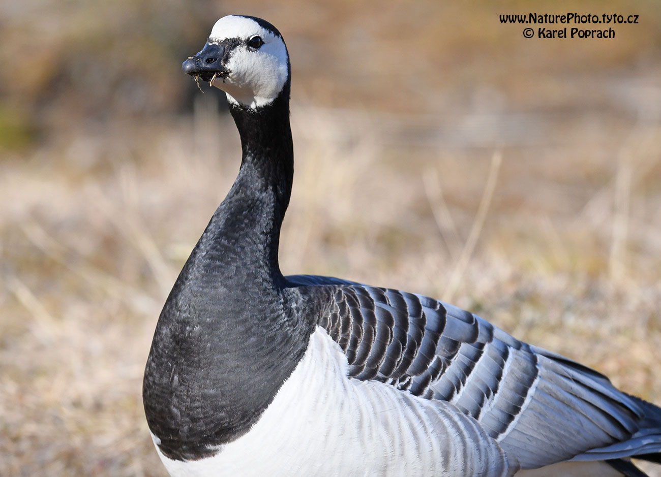 Branta leucopsis, Berneška bělolící