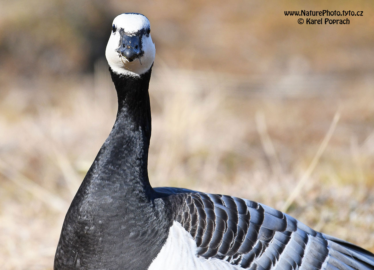 Branta leucopsis, Berneška bělolící