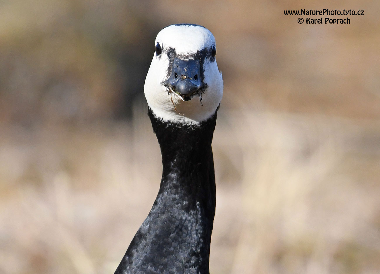 Branta leucopsis, Berneška bělolící