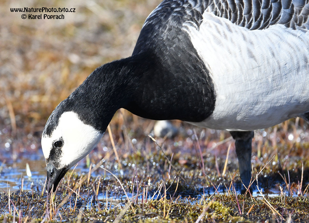 Branta leucopsis, Berneška bělolící